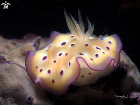 A Nudibranch