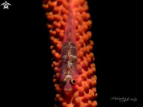 A goby