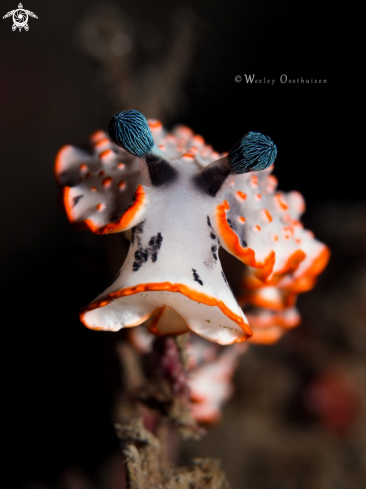 A Dermatobranchus ornatus | Nudibranch