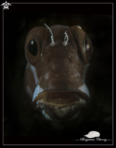 A Tricolor Blenny