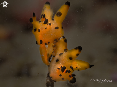 A Nudibranch