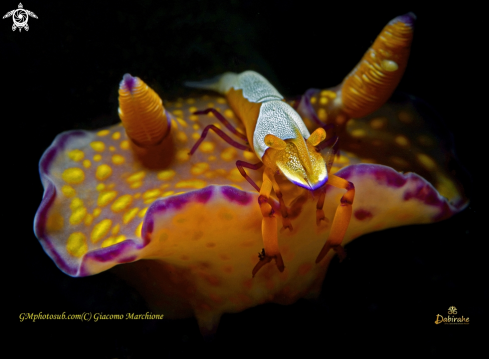 A Zenopontonia rex atop Ceratosoma tenue | Zenopontonia rex atop Ceratosoma tenue