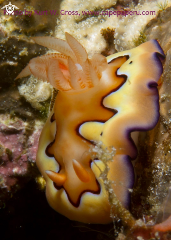 A chromodoris coi | Nudi