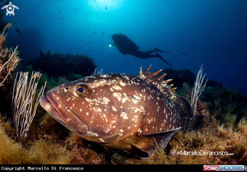 A Cernia - grouper