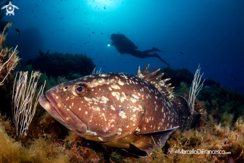 A Epinephelus marginatus | Cernia - grouper