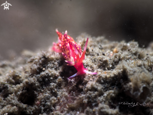 A Nudibranch