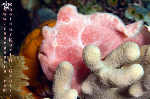 A Giant Frogfish