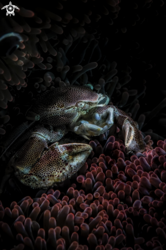 A Porcellain crab over red anemone 