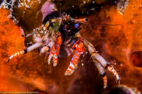 A Calcinus tubularis | Cangrejo ermitaño