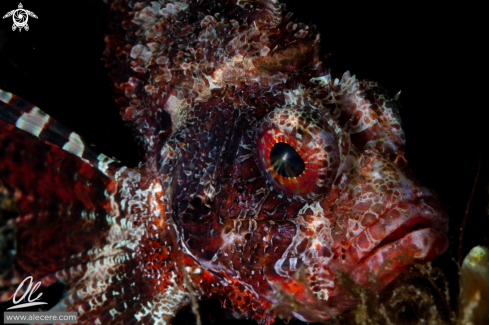 A Shortfin lionfish