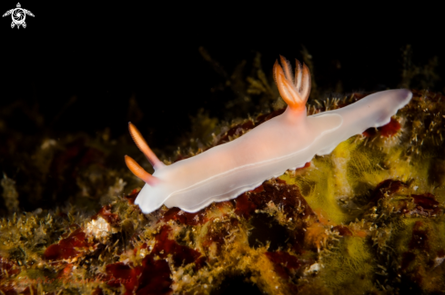 A NUDIBRANCH