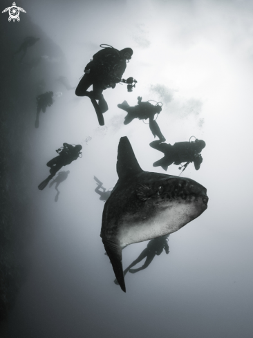 A Mola ramsayi | Southern Ocean Sunfish