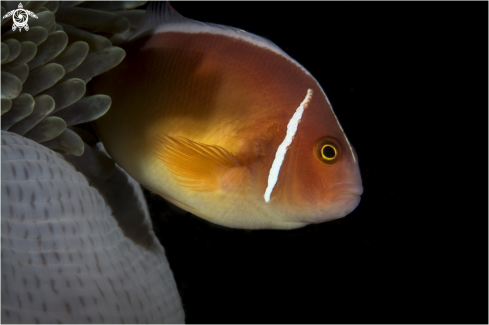 A Anemone fish