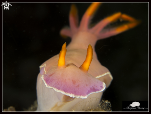 A Hypselodoris bullockii | Bullock's Hypselodoris