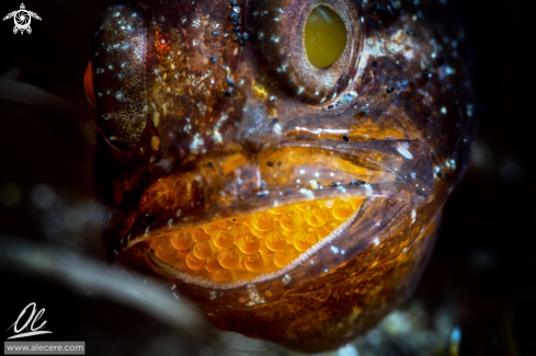 A Ostorhinchus hoevenii | Frostfin cardinalfish