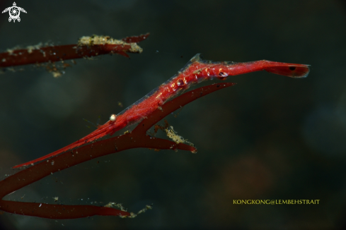 A Tozeuma Shrimp