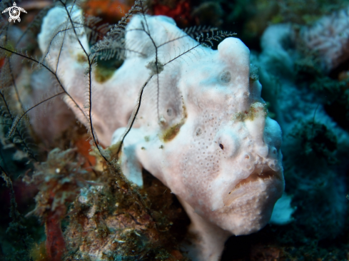 A Antennarius pictus | Painted Frogfish