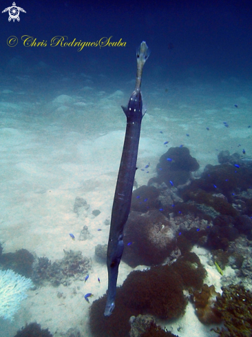 A Aulostomus chinensis | Trumpetfish 