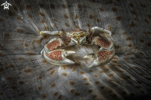 A porcelain crab