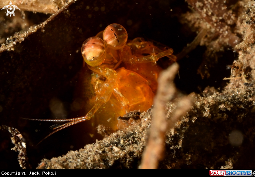 A Spearing Mantis Shrimp