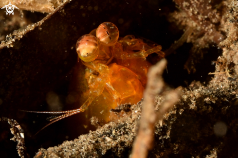 A Spearing Mantis Shrimp