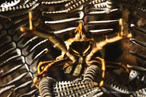 A Elegant Squat Lobster