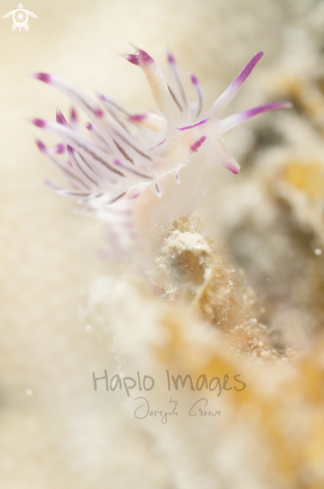 A red line flabellina 