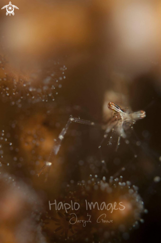A ghost shrimp 