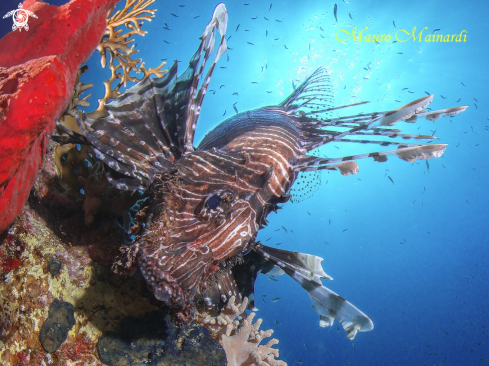 A Pterois miles | Lionfish