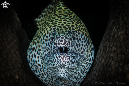 A Honeycomb Moray Eel