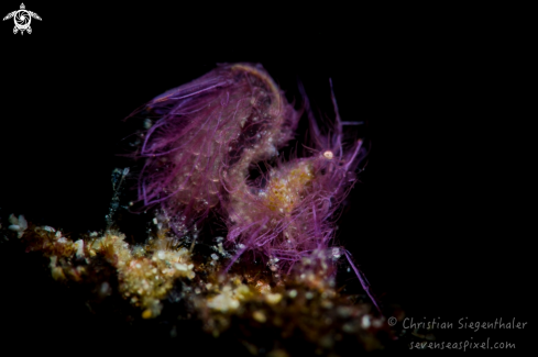A Hairy shrimp sp.