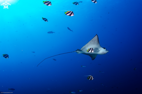 A  Aetobatus narinari | Eagle Ray