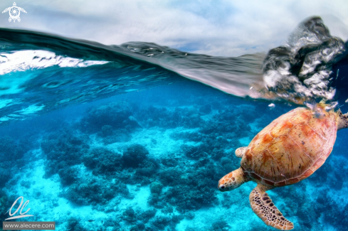 A Chelonia mydas | Green sea turtle