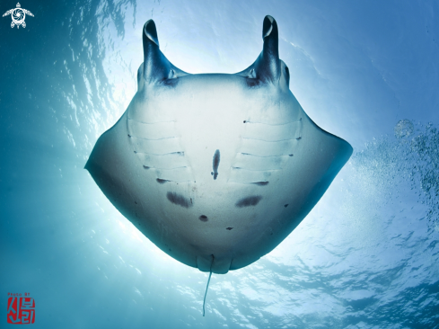 A Manta ray