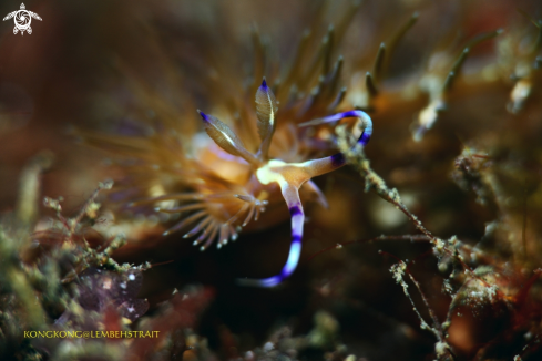 A Nudibranch