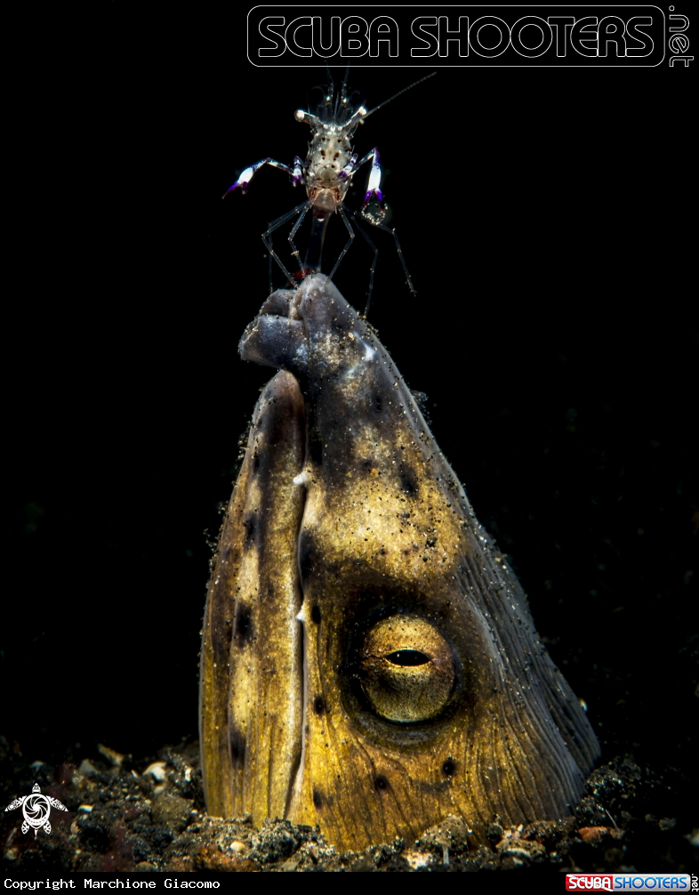 A Snake eel ,Periclimenes magnificus
