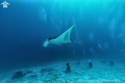 A Manta Ray