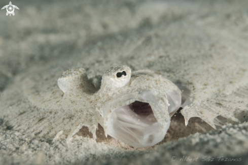 A Flounder