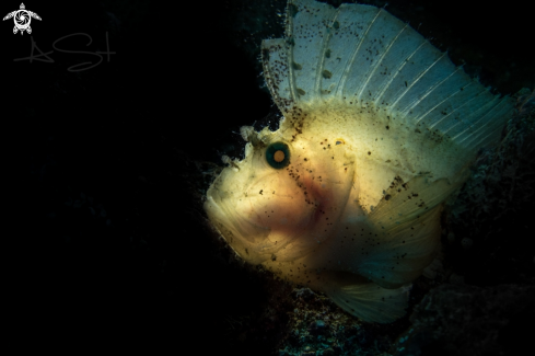 A Leaf scorpionfish