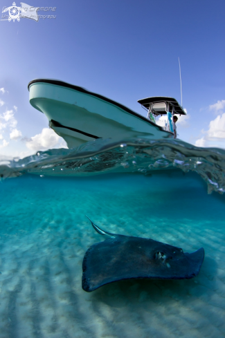 A Southern Stingray