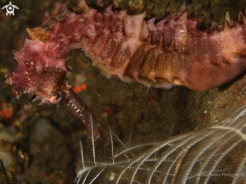 A Hippocampus histrix | Thorny Seahorse