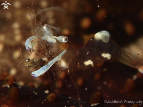 A Ancylomenes magnificus | Cleaner shrimp