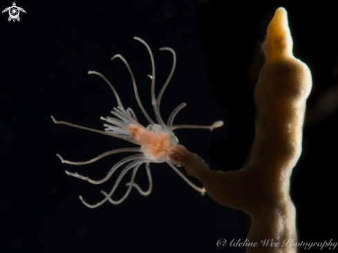 A Gorgonian Hydroid