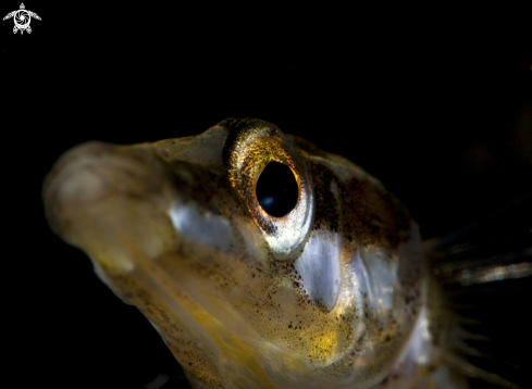 A Fifteen-spined stickleback