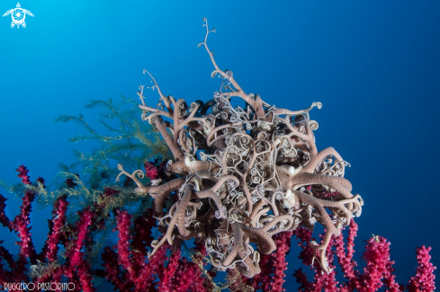 A Astrospartus mediterraneus | Basket star