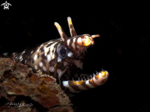 A Dragon eel 