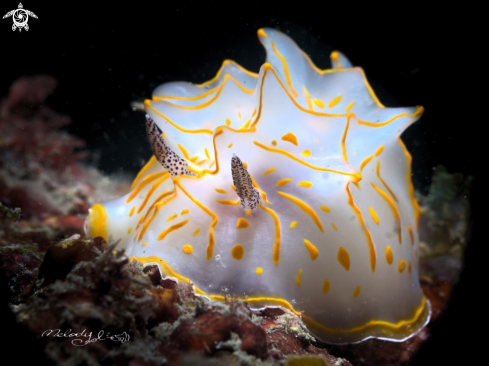 A Nudibranch