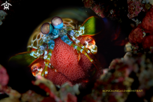 A Peacock Mantis Shrimp