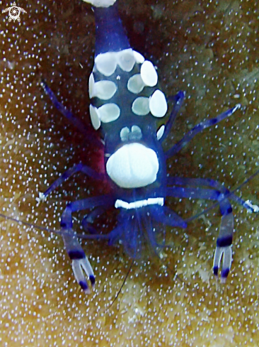 A Glass Anemone Shrimp