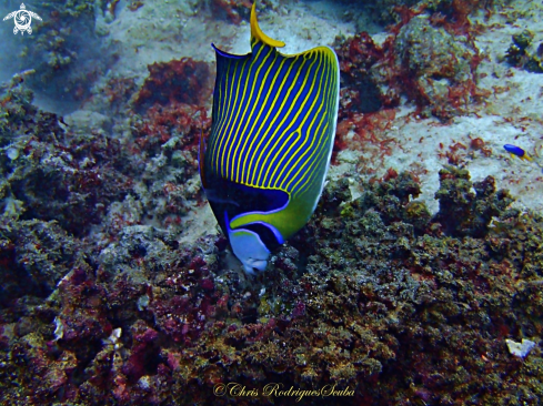 A Emperor angelfish